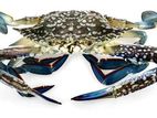 Sea Crabs