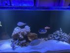 Sea/marine Aquarium