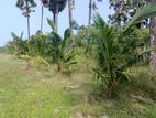 Sea View Land for Sale at Senthangulam