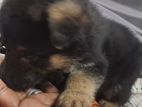 German Shepherd Puppies