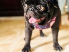 Pug Puppy