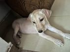 Ridgeback Labrodor Crossing Dog