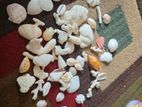 Sea Shells