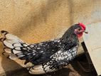 Sebright Chicken