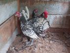 sebright chicken