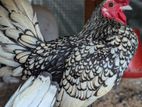 Sebright Chicken