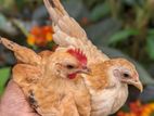 Sebright Chicken