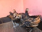 Sebright Chicken