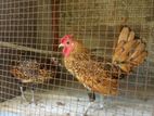 Golden Sebright Bantam Chickens