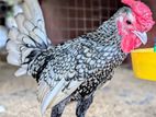 Sebright Silver Chicken