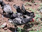 Sebright Silver Chicken
