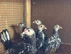 sebrigth chicks