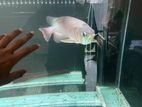 Red Arowana