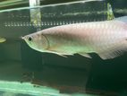 Second Red Arowana