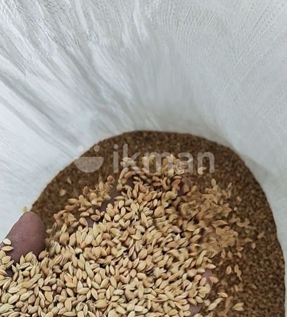Seed paddy for Sale in Batticaloa City ikman