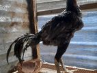 Rooster
