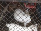 Farm Goat
