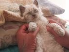 Selkirk Rex Male Kitten