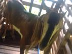 Jamunapari Goat