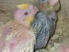 Cockatiel Chicks