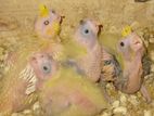Cocktail Chicks