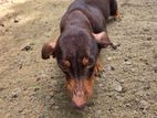 Dachshund Puppies