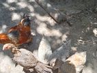 Gam Kukullu