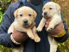 Labrador Puppy
