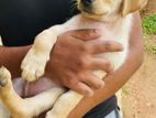 Labrador Puppy