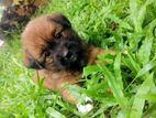 Tibetan Terrier Puppies