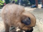 Lion Pomeranian Puppies