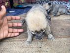 Lion Pomeranian Puppies