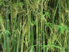 Bamboo Trees