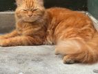 Ginger Cat