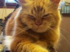 Ginger Cat