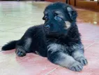 German Shepherd Puppies