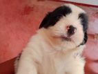 Shihtzu Puppies