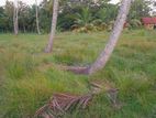 Land for Sale In Chilaw