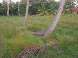 Land for Sale In Chilaw