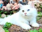 Persian Cat