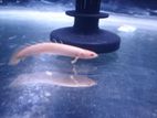 Albino Senagal Bichir