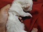 Persian Kitten
