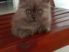 Persian Kitten