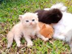 Persian Kitten