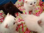 Persian Kitten