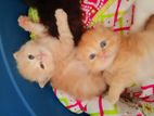 Persian Kitten
