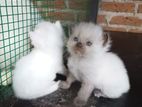 Persian Kittens