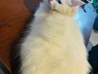 Persian Cats