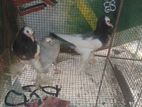 Pigeon