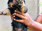 Rottweiler Puppy